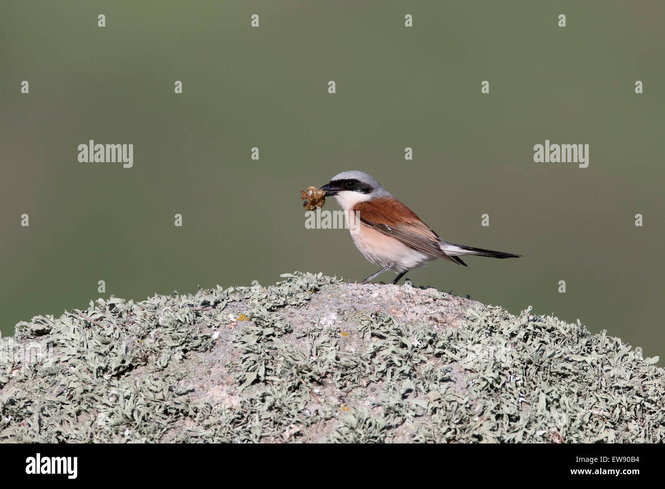 Red-backed shrike, Lanius collurio, singolo uccello su roccia, Romania, Maggio 2015 Foto Stock