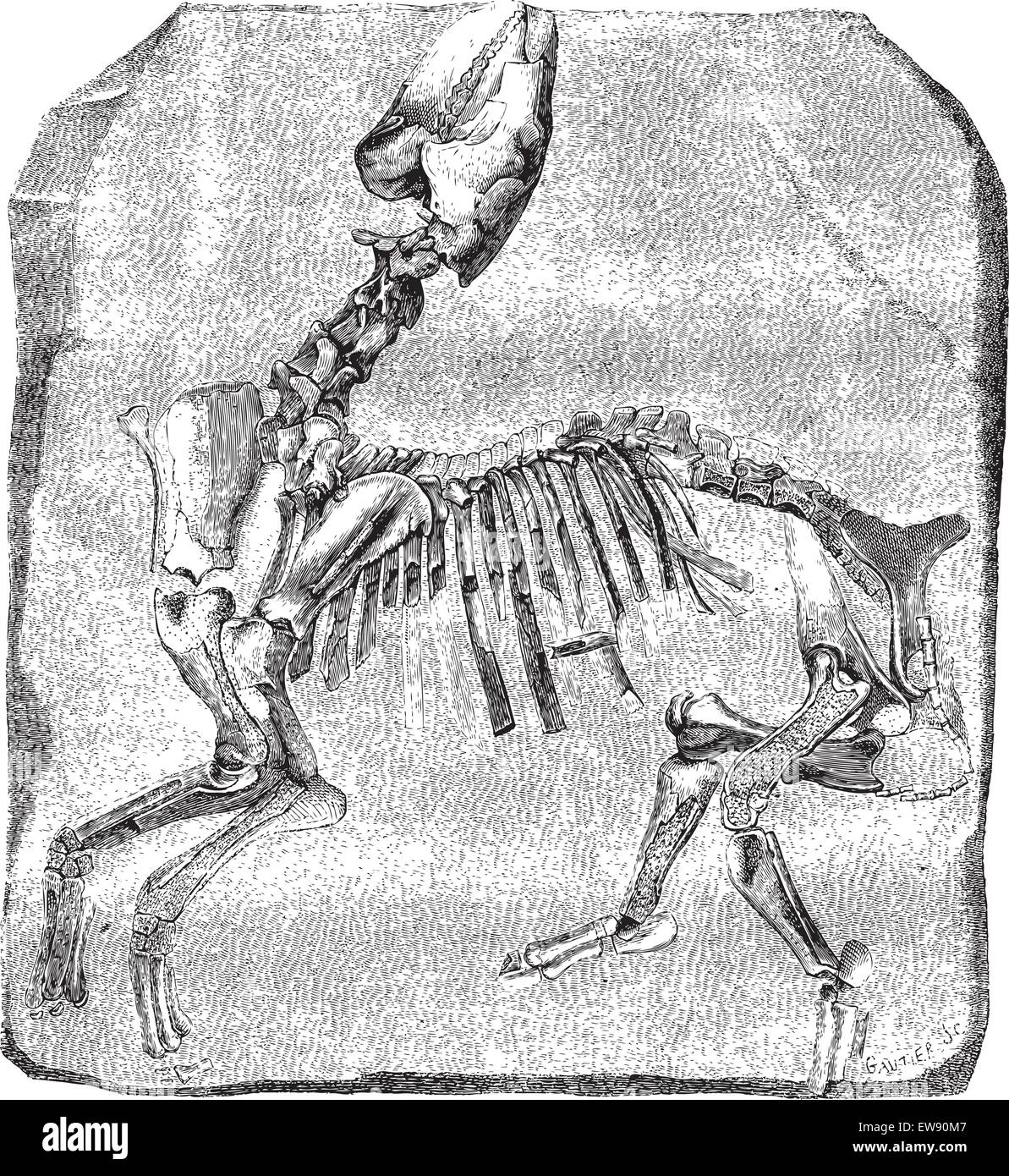 Lo scheletro del grande Paleotherium de Vitry, esposti in gallerie di Anatomia Comparata presso il Museo di Storia Naturale. Drawin Illustrazione Vettoriale