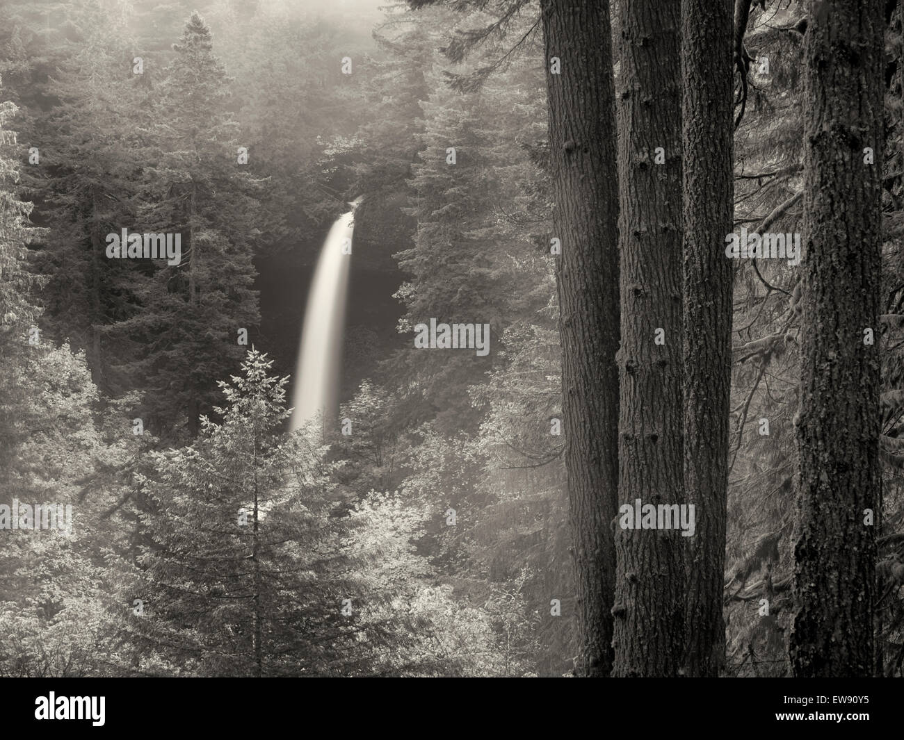 Nord scende con la nebbia e la caduta di colore. Silver Falls State Park, Oregon Foto Stock