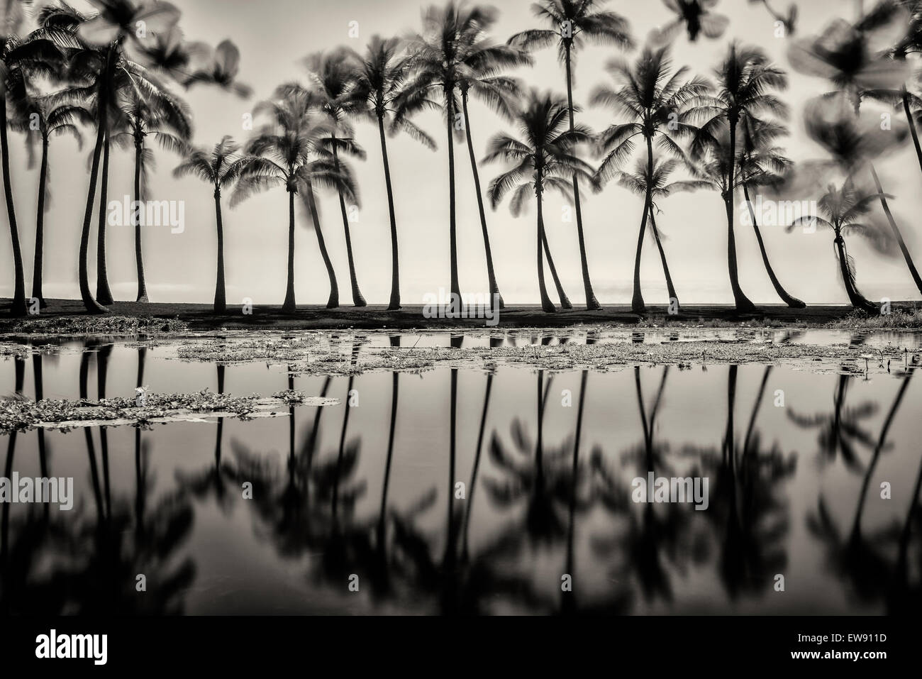 Stagno riflettente di alberi di palma. Spiaggia di sabbia nera. Hawaii, la Big Island Foto Stock