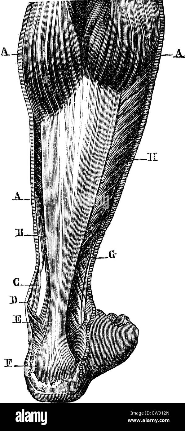Regione posteriore della gamba. AA 'twin B. digitorum flessori. C. Il tibiale tendine posteriore. D. malleolo mediale. E. Achille te Illustrazione Vettoriale