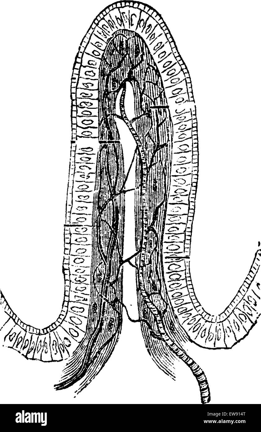 Struttura di un Coriali intestinale, vintage illustrazioni incise. Al solito Dizionario medicina dal dr. Labarthe - 1885 Illustrazione Vettoriale