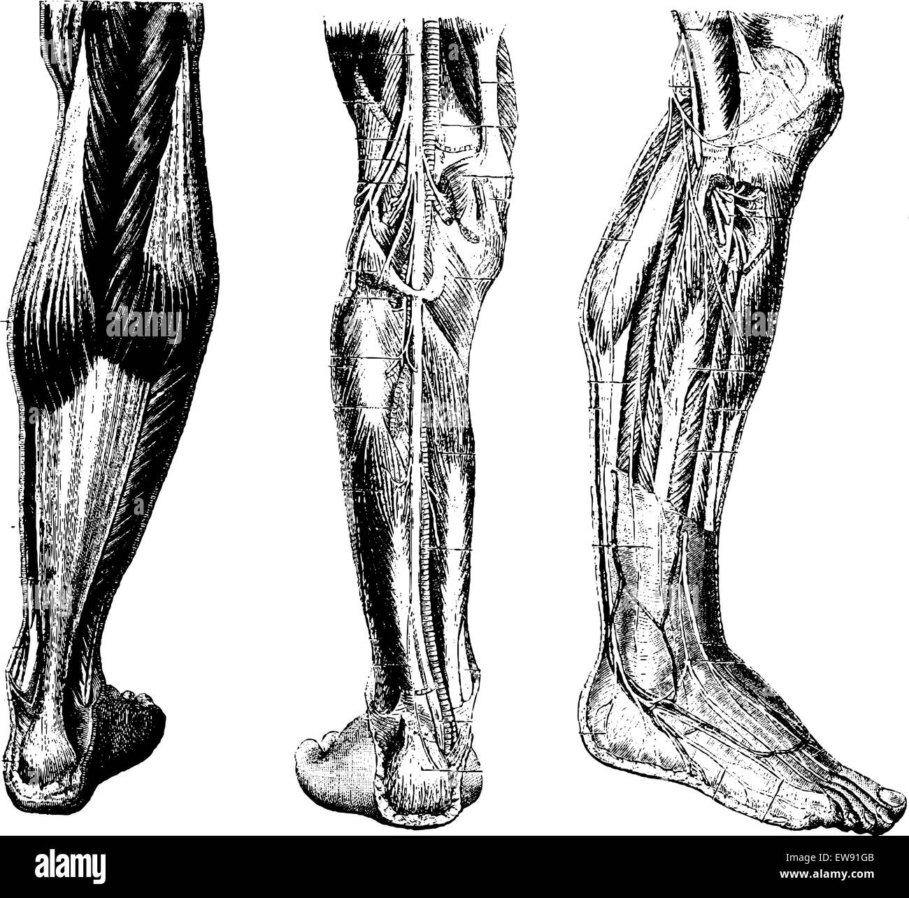 Gamba umana, che mostra la superficie posteriore (sinistra), profondo regione posteriore (centro) e profonda regione anteriore (destra), vintage ho inciso Illustrazione Vettoriale