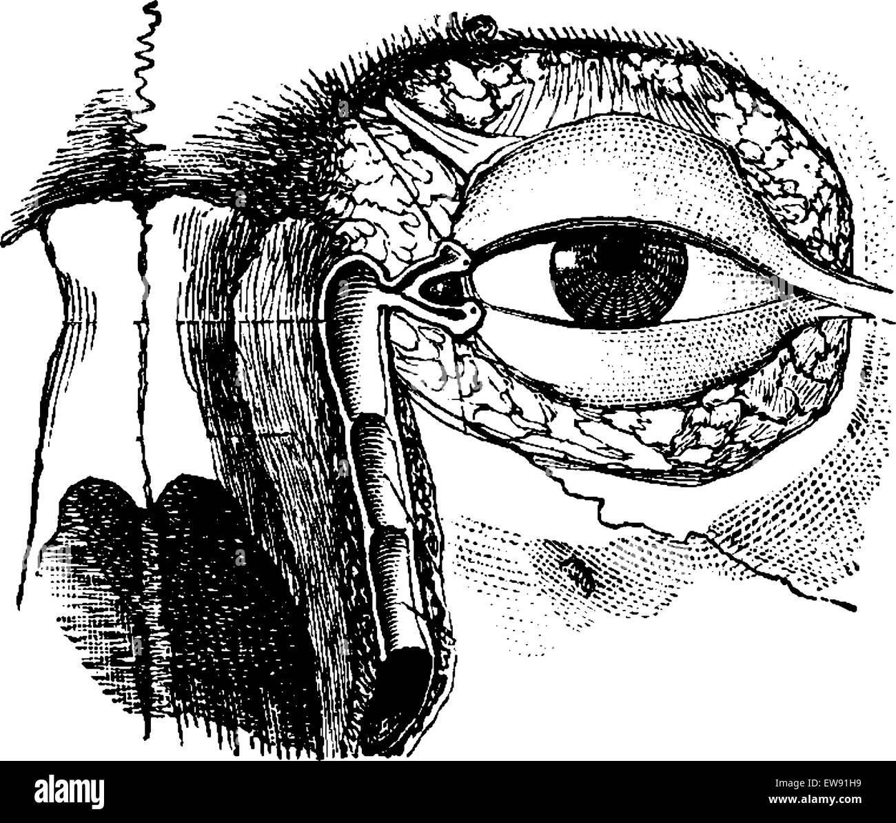 Condotto Nasolacrymal, vintage illustrazioni incise. Al solito Dizionario medicina dal dr. Labarthe - 1885 Illustrazione Vettoriale