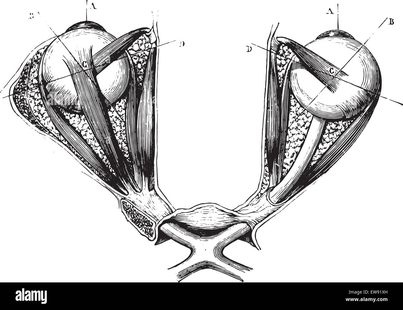 Chiasm ottica e i muscoli degli occhi, vintage illustrazioni incise. Al solito Dizionario medicina - Paolo Labarthe - 1885. Illustrazione Vettoriale