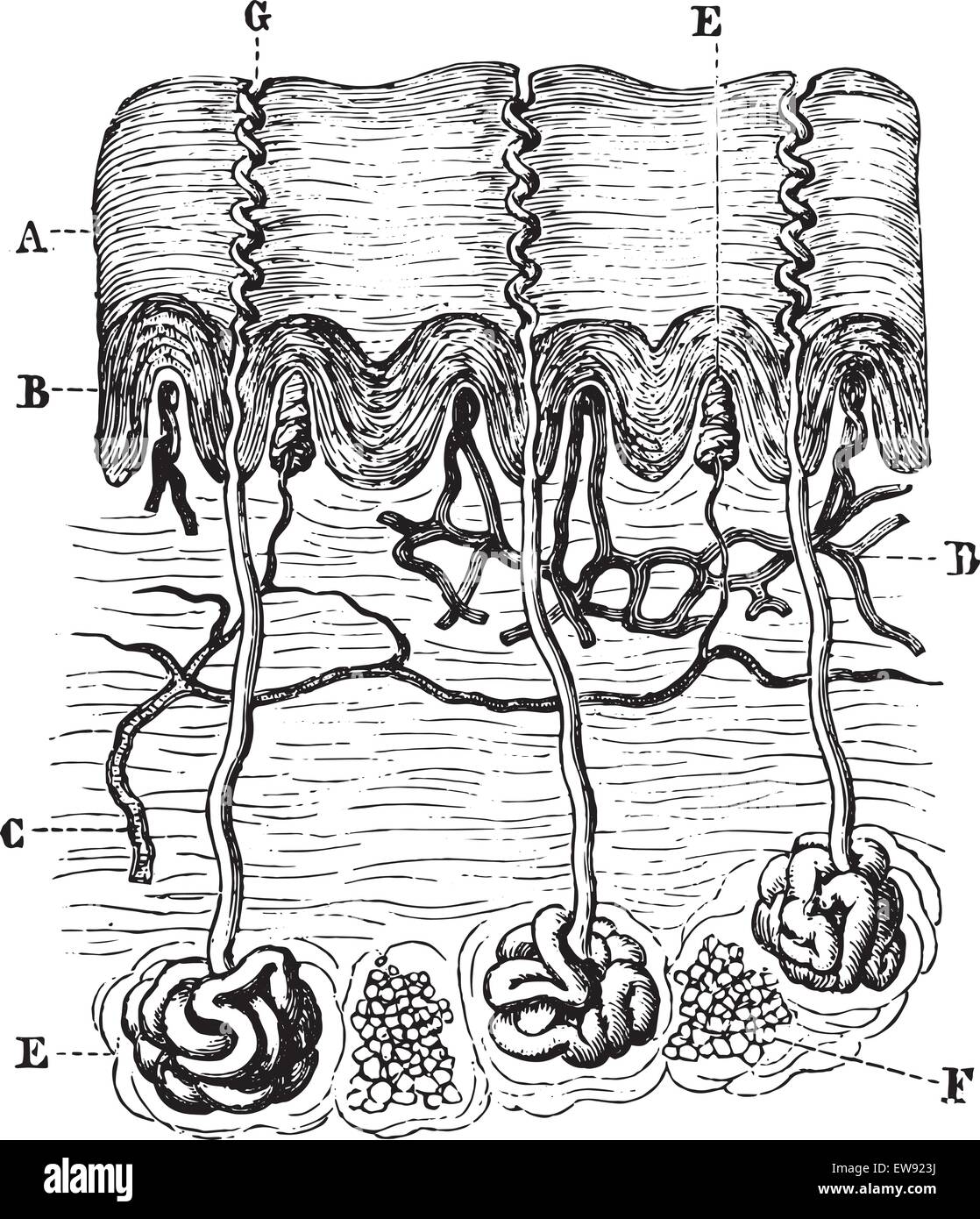 Sezione verticale della pelle della mano, vintage illustrazioni incise. Al solito Dizionario medicina - Paolo Labarthe - 1885. Illustrazione Vettoriale