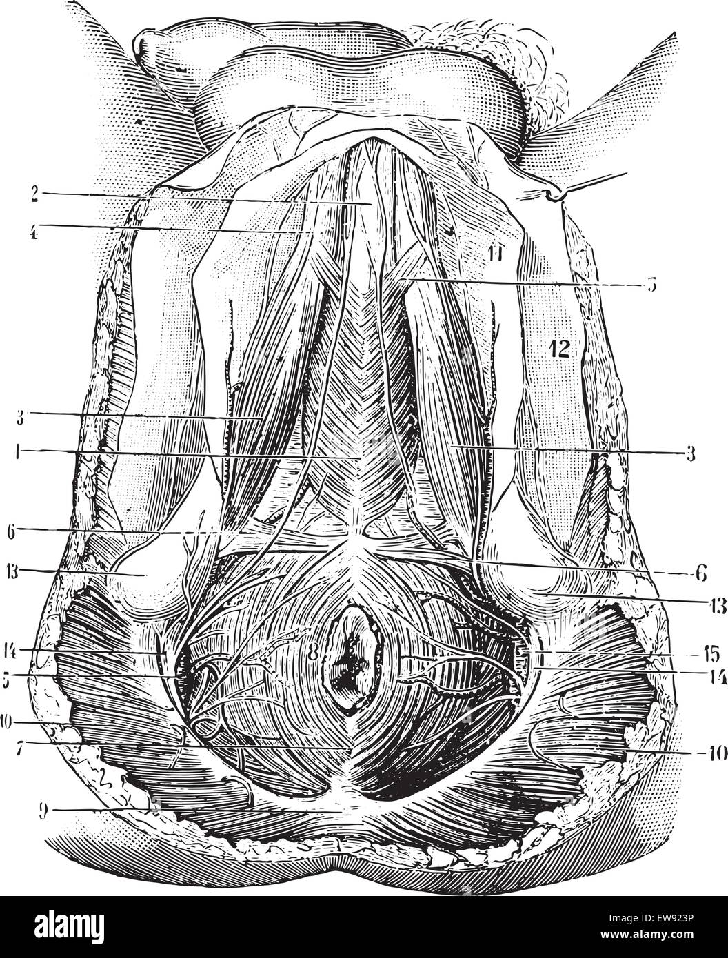 Perineo gli esseri umani, vintage illustrazioni incise. Al solito Dizionario medicina - Paolo Labarthe - 1885. Illustrazione Vettoriale