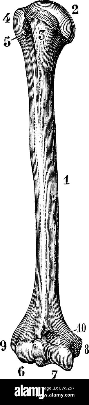 Omero di destra (a partire dalla sua superficie anteriore), vintage illustrazioni incise. Magasin pittoresco 1875. Illustrazione Vettoriale