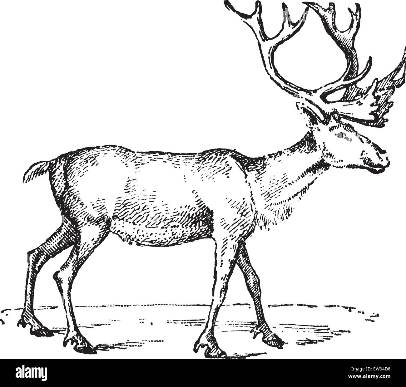 La renna, vintage illustrazioni incise. Dizionario di parole e le cose - Larive e Fleury - 1895. Illustrazione Vettoriale