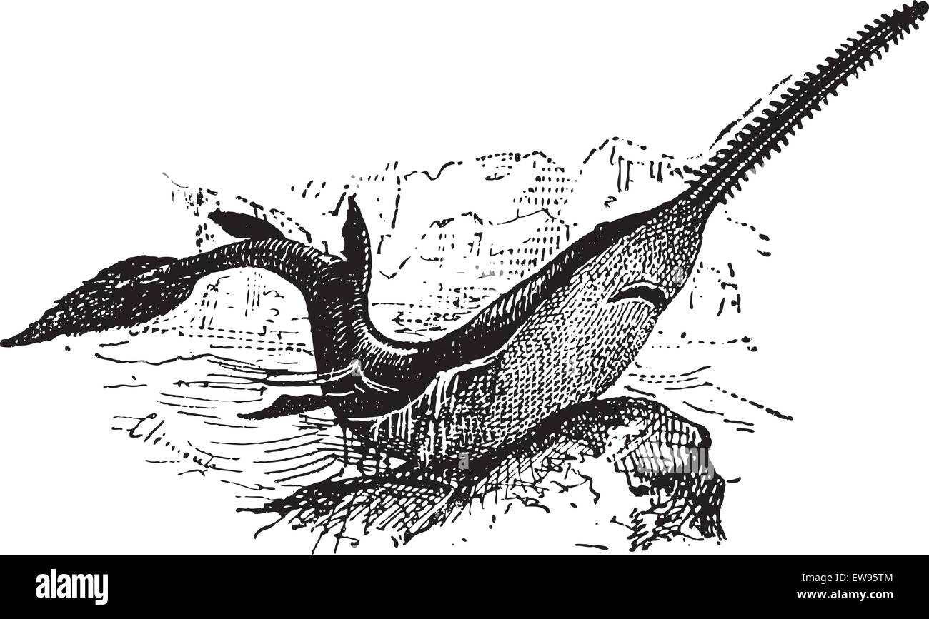 Sawfish Knifetooth o Anoxypristis cuspidata, vintage illustrazioni incise. Dizionario di parole e le cose - Larive e Fleury Illustrazione Vettoriale