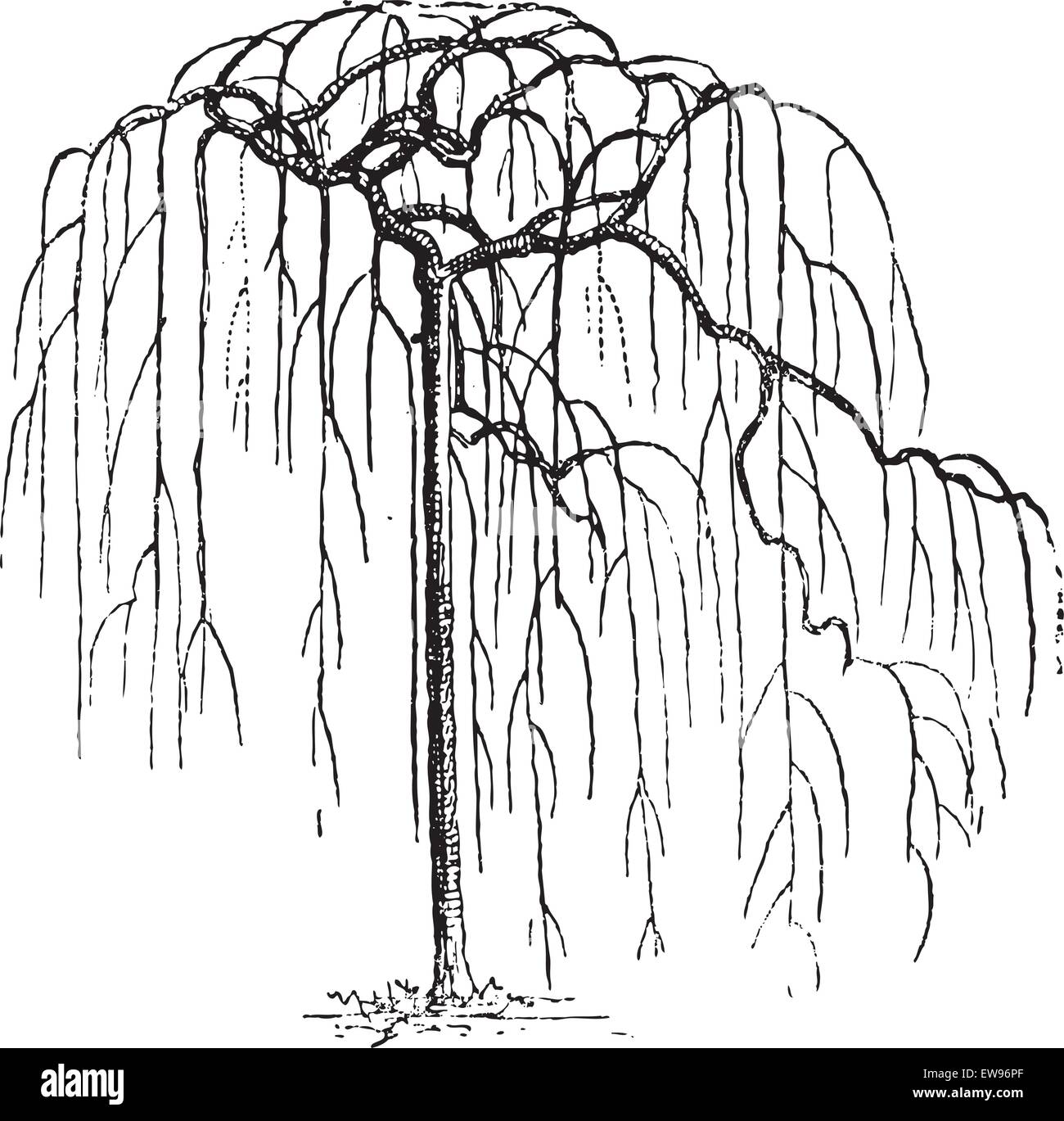 Albero di pagoda giapponese Immagini Vettoriali Stock - Alamy