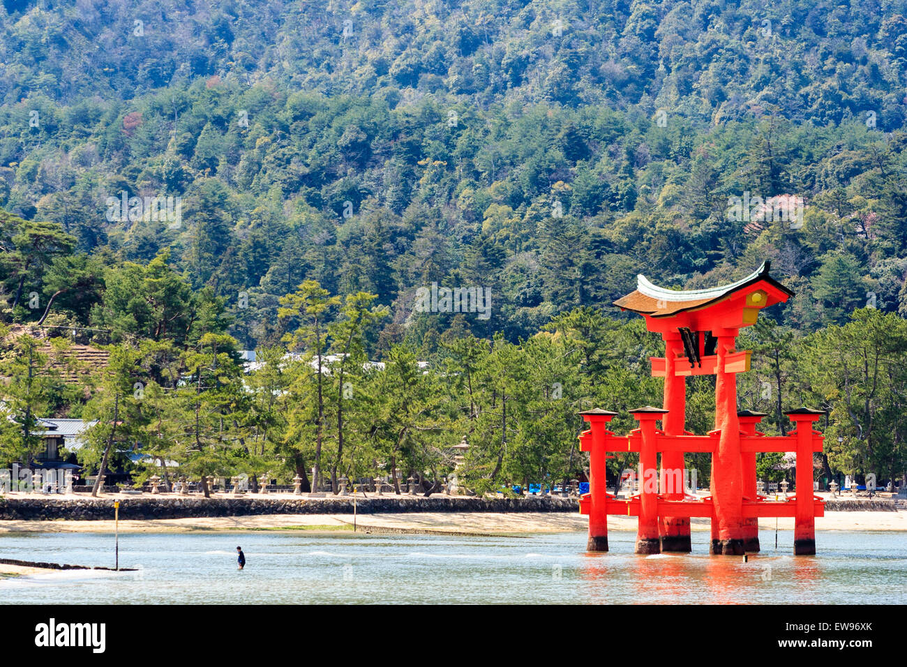 La vista giapponese più iconica, il Grande Torii sull'isola di Miyajima. Teleobiettivo compresso del vermilion torii sullo sfondo della foresta. Foto Stock