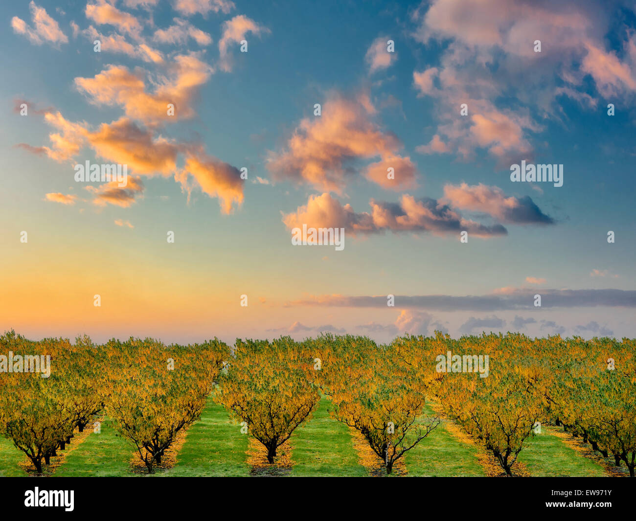 Peach orchard in autunno a colori. Columbia River Gorge National Scenic Area, Washington Foto Stock
