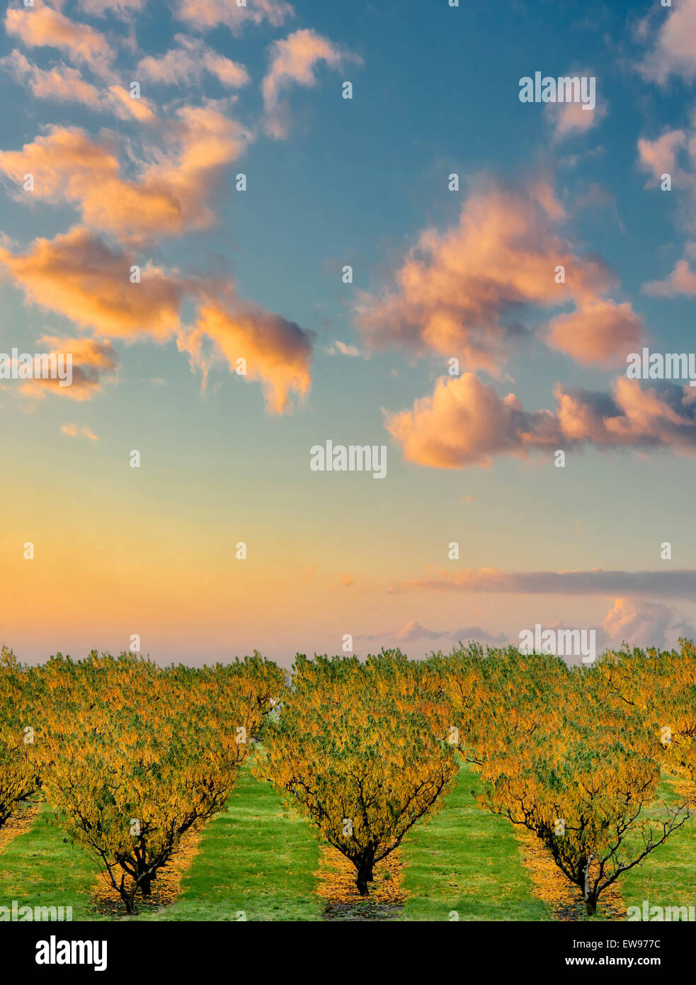 Peach orchard in autunno a colori. Columbia River Gorge National Scenic Area, Washington Foto Stock
