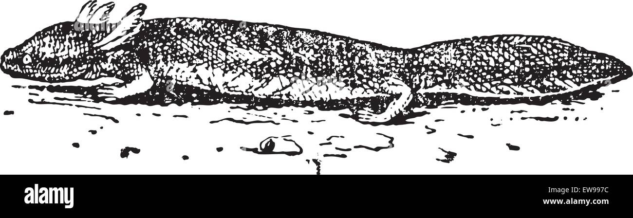 Salamandra o Urodela, vintage illustrazioni incise. Dizionario di parole e le cose - Larive e Fleury - 1895 Illustrazione Vettoriale