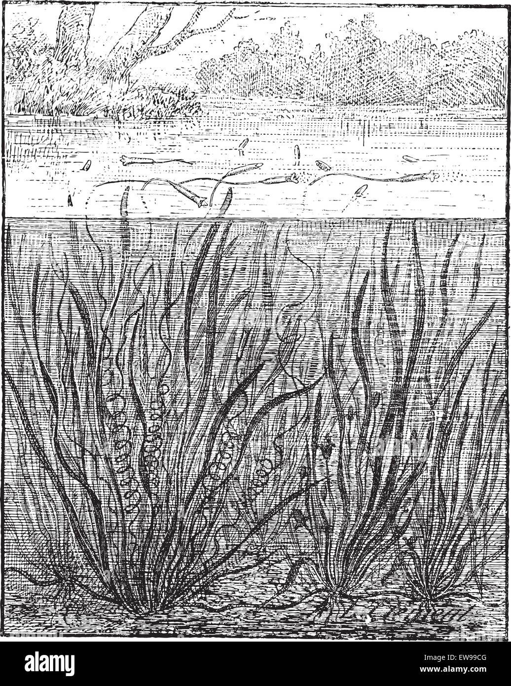 Vallisneria spiralis o Vallisneria diritta o nastro di erba o di erba di Anguilla, vintage illustrazioni incise. Dizionario di parole e Illustrazione Vettoriale