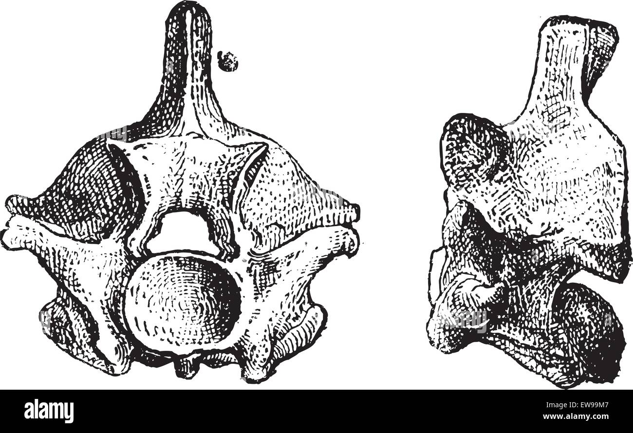 Rettile vertebre, mostra vista frontale (sinistra) e vista laterale (a destra), vintage illustrazioni incise. Dizionario di termini e di cosa Illustrazione Vettoriale