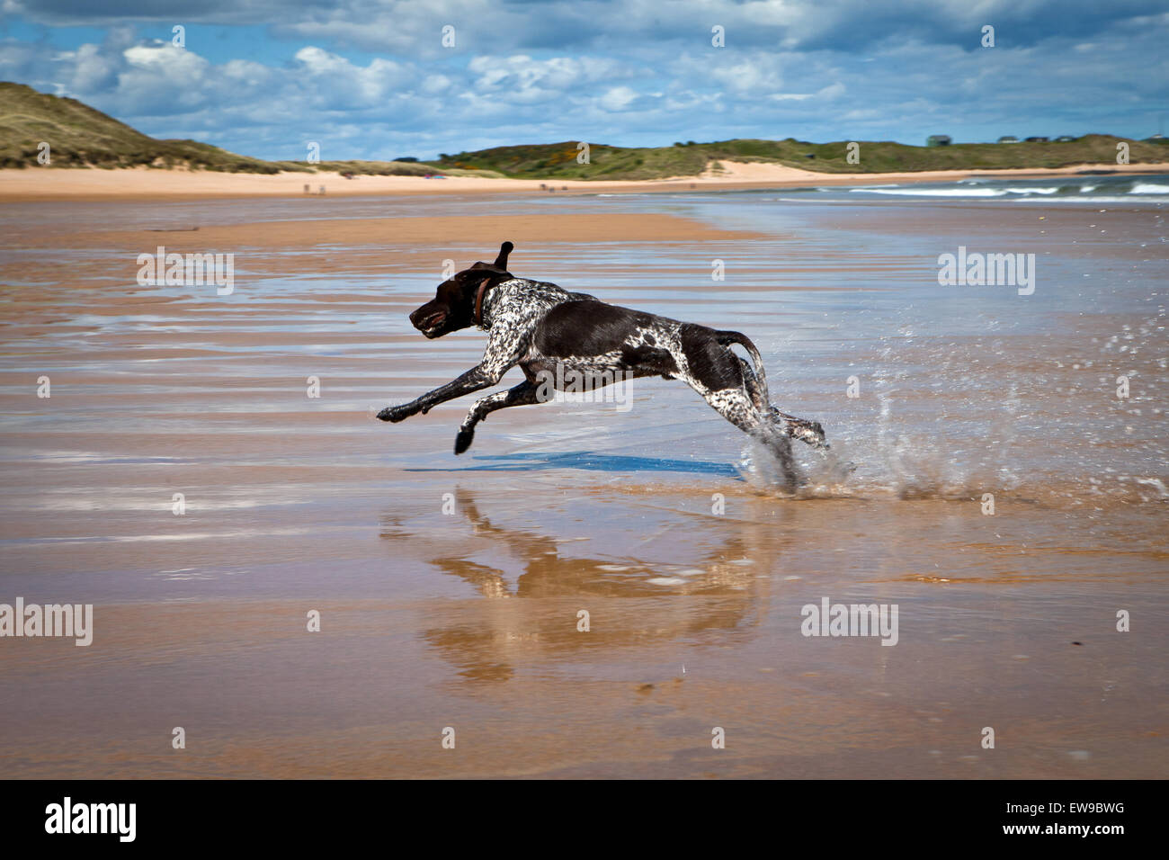 Il tedesco Shorthaired puntatore cane sulla spiaggia di Embleton Northumberland Foto Stock