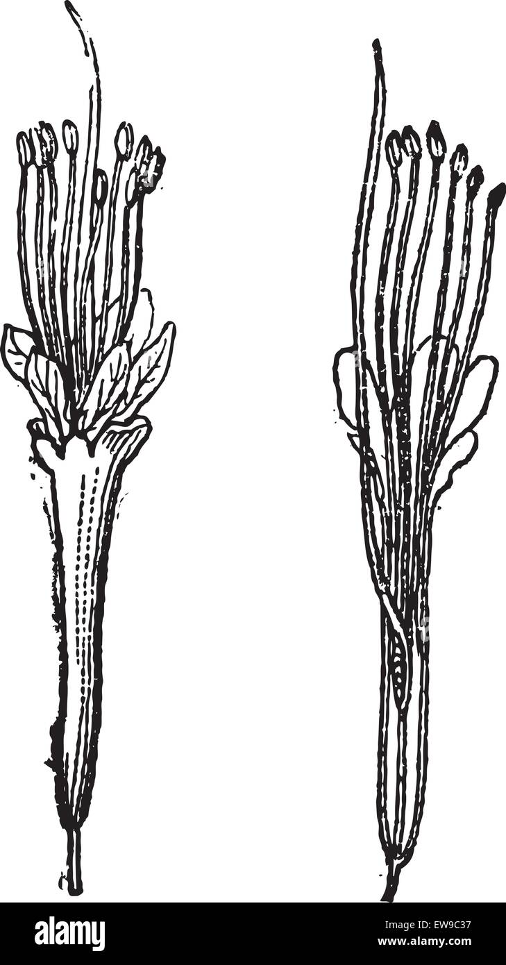 Nere o di Parkia biglobosa, mostra floreale di fiori e di sezione trasversale, vintage illustrazioni incise. Dizionario delle parole e delle cose Illustrazione Vettoriale