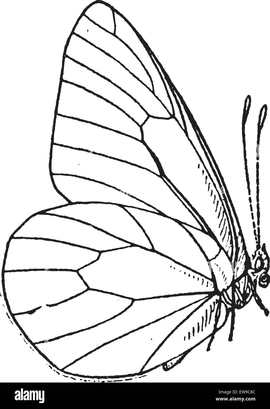 O di lepidotteri Lepidoptera, vintage illustrazioni incise. Dizionario di parole e le cose - Larive e Fleury - 1895 Illustrazione Vettoriale