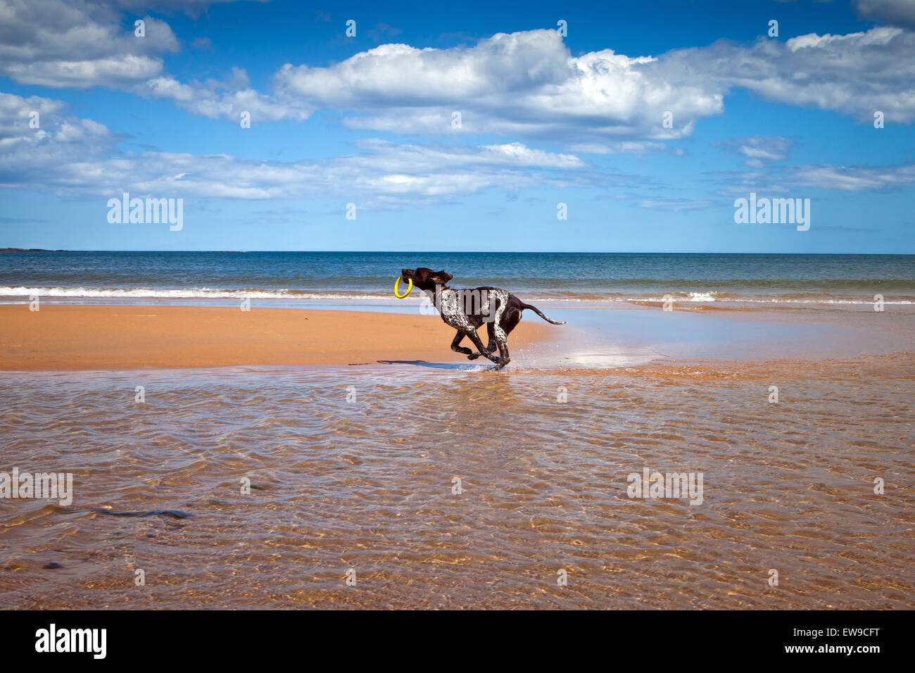 Il tedesco Shorthaired puntatore cane sulla spiaggia di Embleton Northumberland Foto Stock