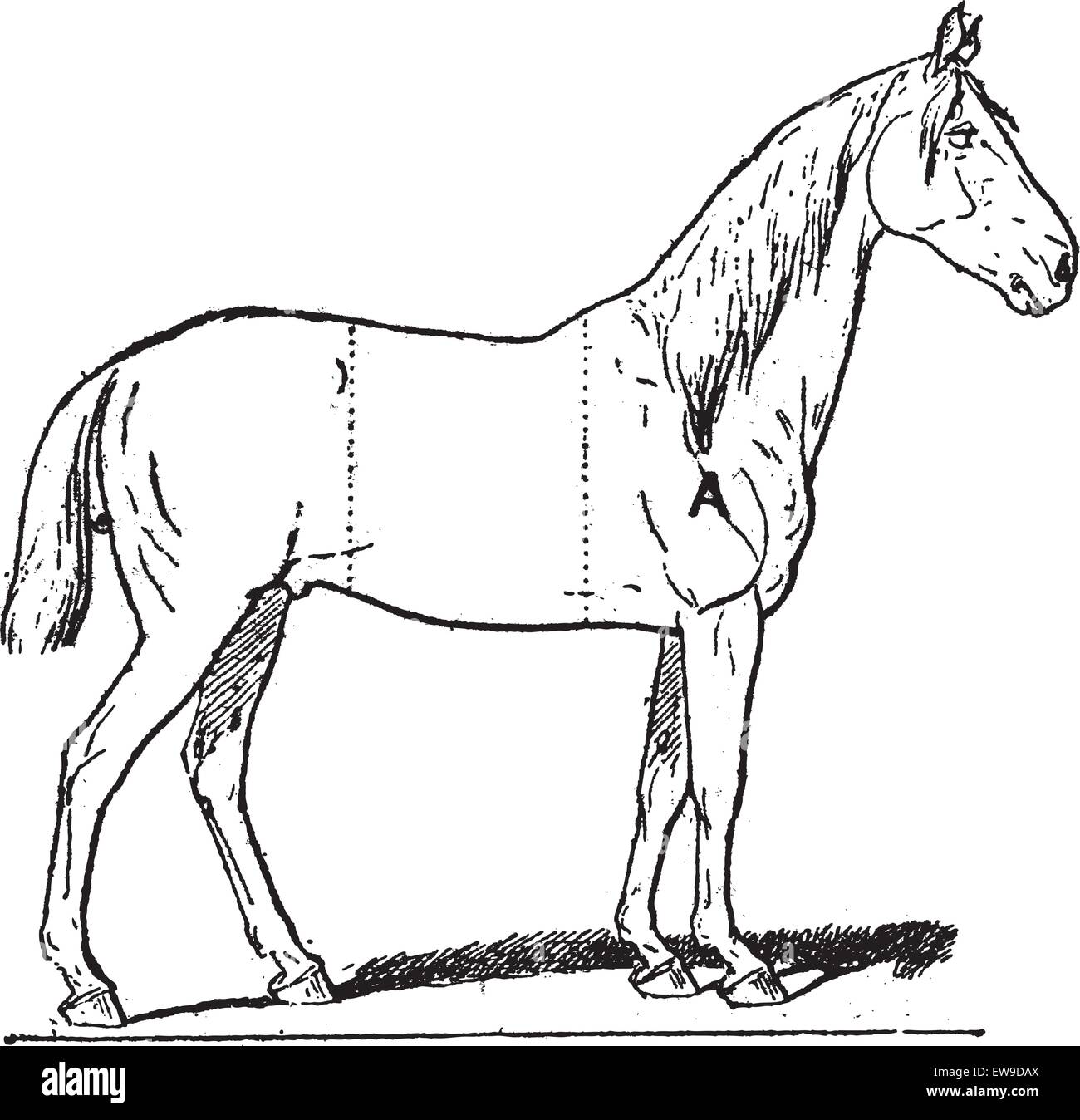 Parti di un cavallo da equitazione, che mostra (A) diretti, (B) scritto, e  (C) corpo, vintage illustrazioni incise. Dizionario di parole un Immagine e  Vettoriale - Alamy