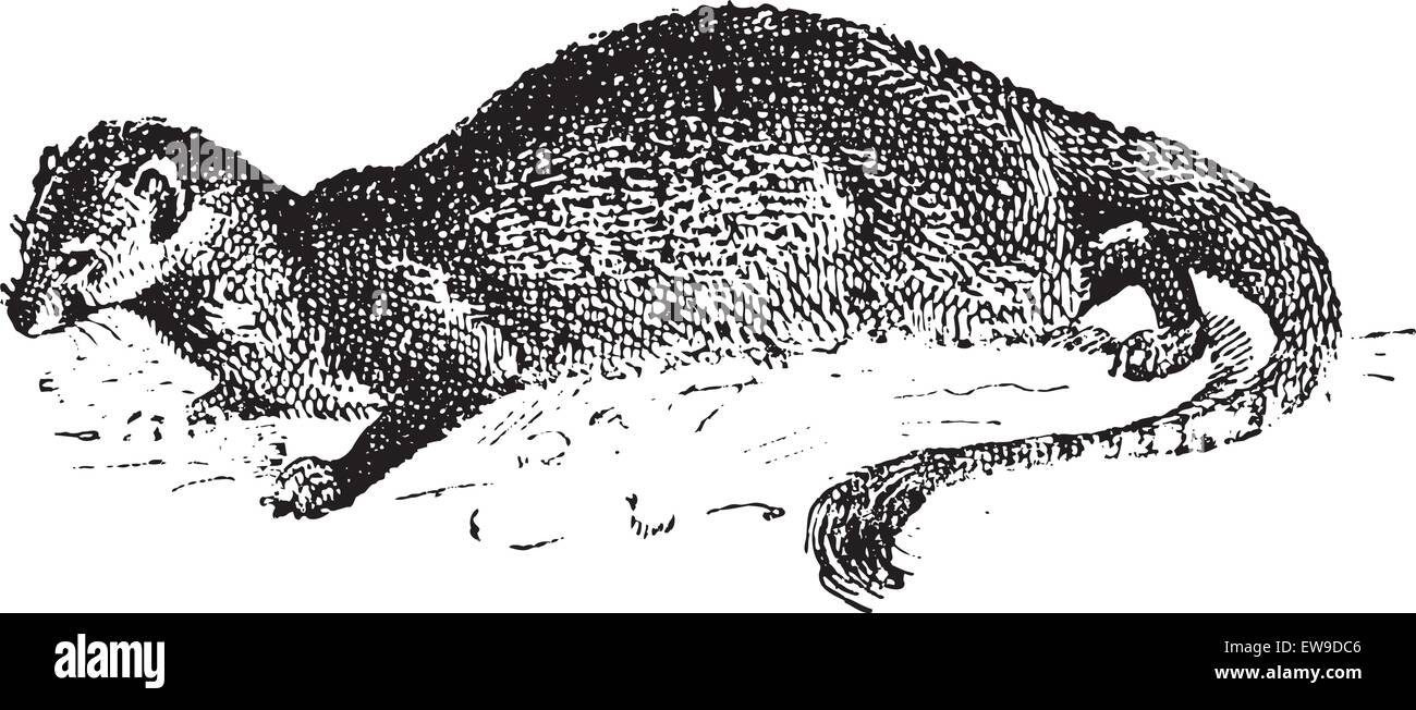 La mangusta o Herpestidae, vintage illustrazioni incise. Dizionario di parole e le cose - Larive e Fleury - 1895 Illustrazione Vettoriale