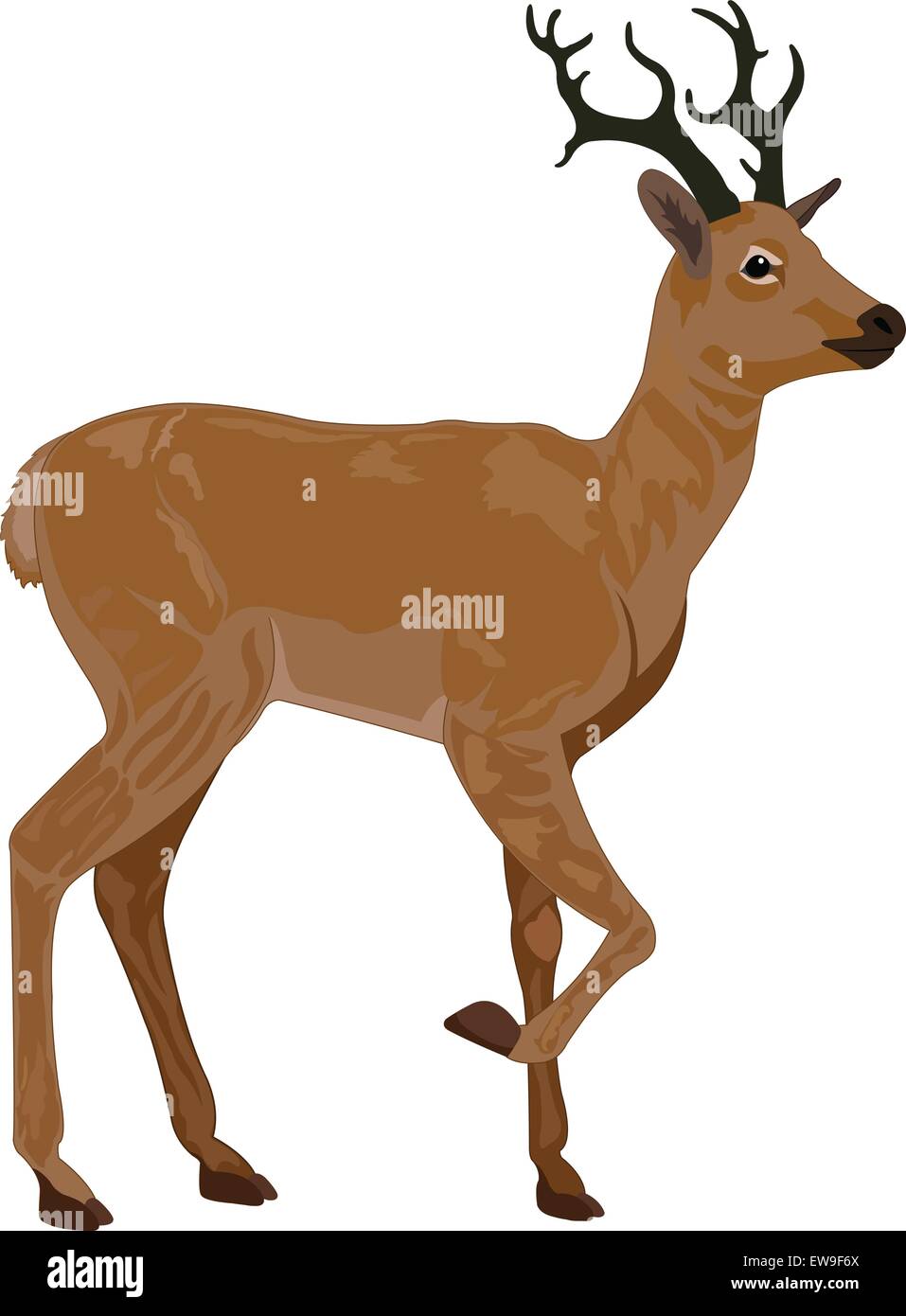Cervi, Buck, marrone, maschio, illustrazione vettoriale Illustrazione Vettoriale