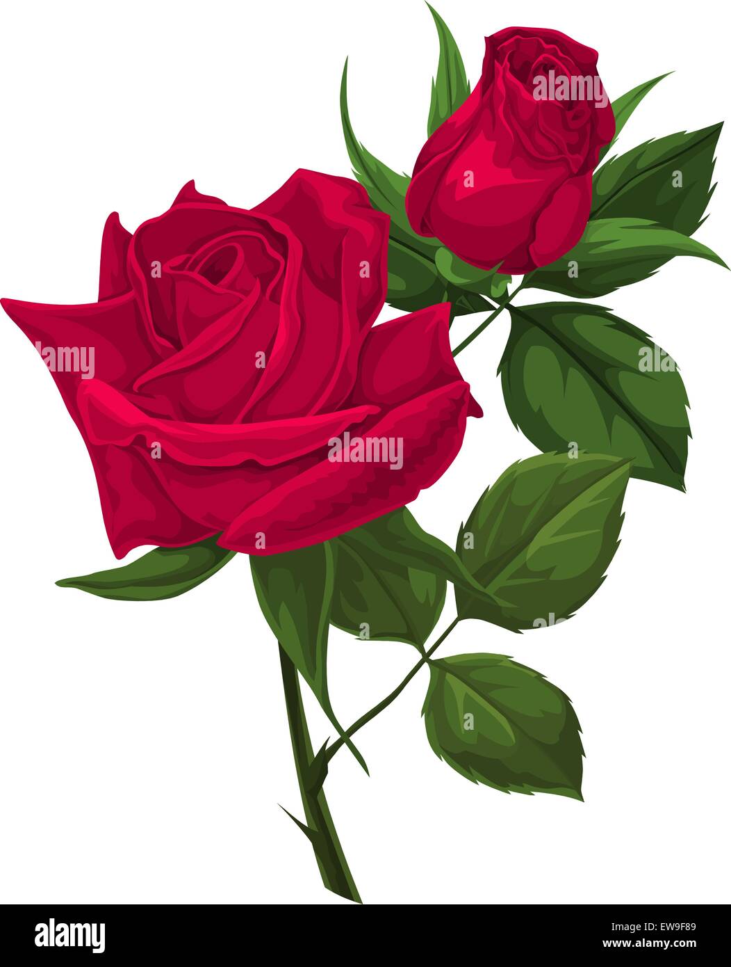 Illustrazione vettoriale di una rosa rossa. Illustrazione Vettoriale