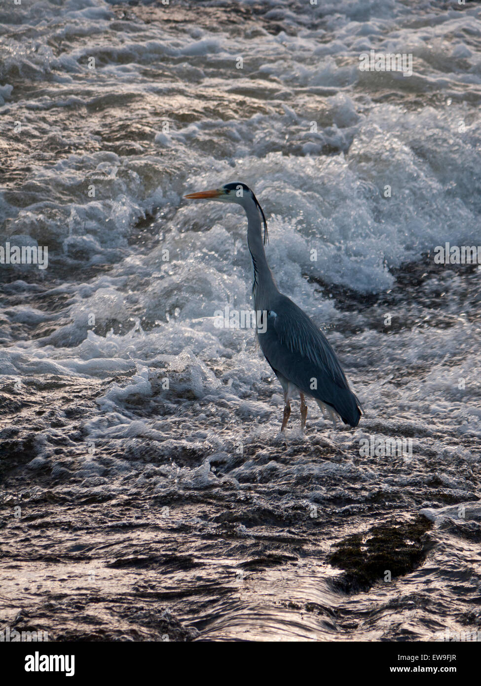 Airone cenerino sul Fiume Nith Foto Stock