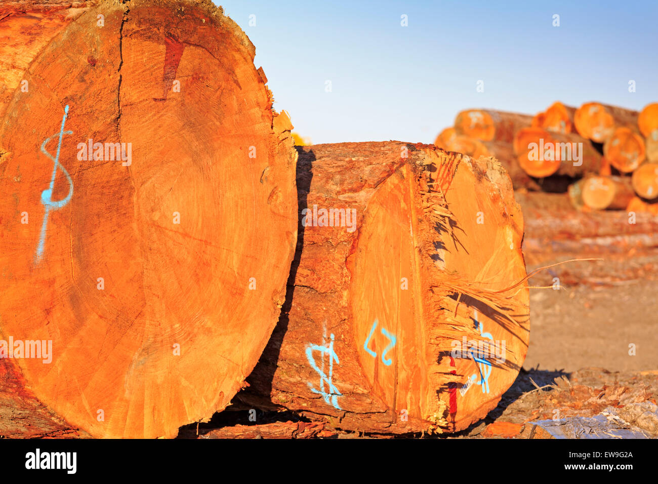 Di grandi dimensioni e vecchi registri di crescita nel registro di cantiere di smistamento, di Nanaimo, British Columbia Foto Stock