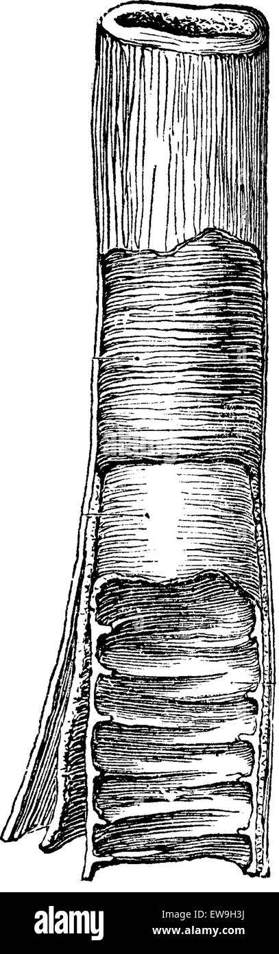 Struttura del piccolo intestino, vintage illustrazioni incise. Al solito Dizionario medicina dal dr. Labarthe - 1885 Illustrazione Vettoriale