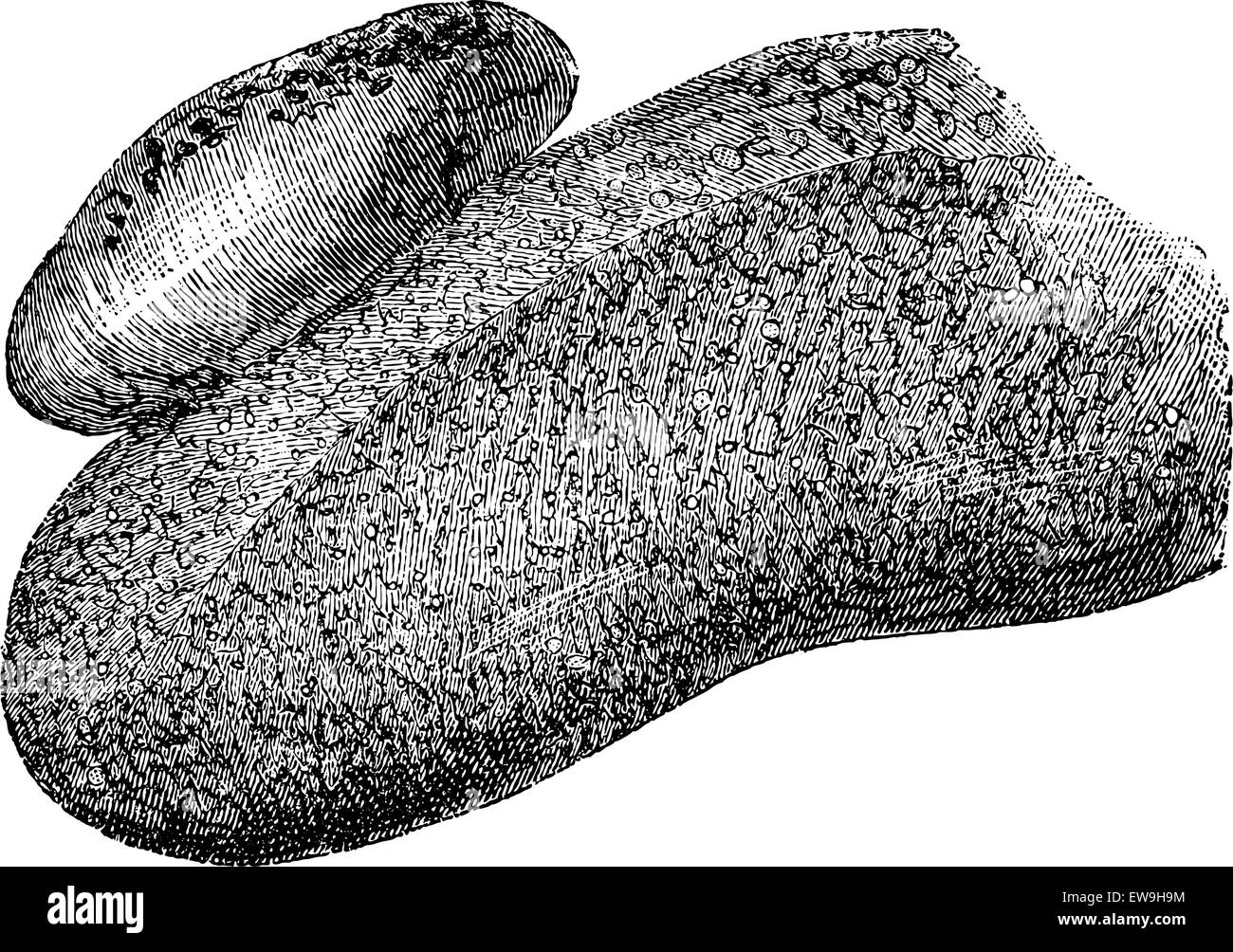 Angioma della lingua umana, vintage illustrazioni incise. Al solito Dizionario medicina dal dr. Labarthe - 1885 Illustrazione Vettoriale Angioma della lingua umana, vintage illustrazioni incise. Al solito Dizionario medicina dal dr. Labarthe - 1885 Illustrazione Vettoriale