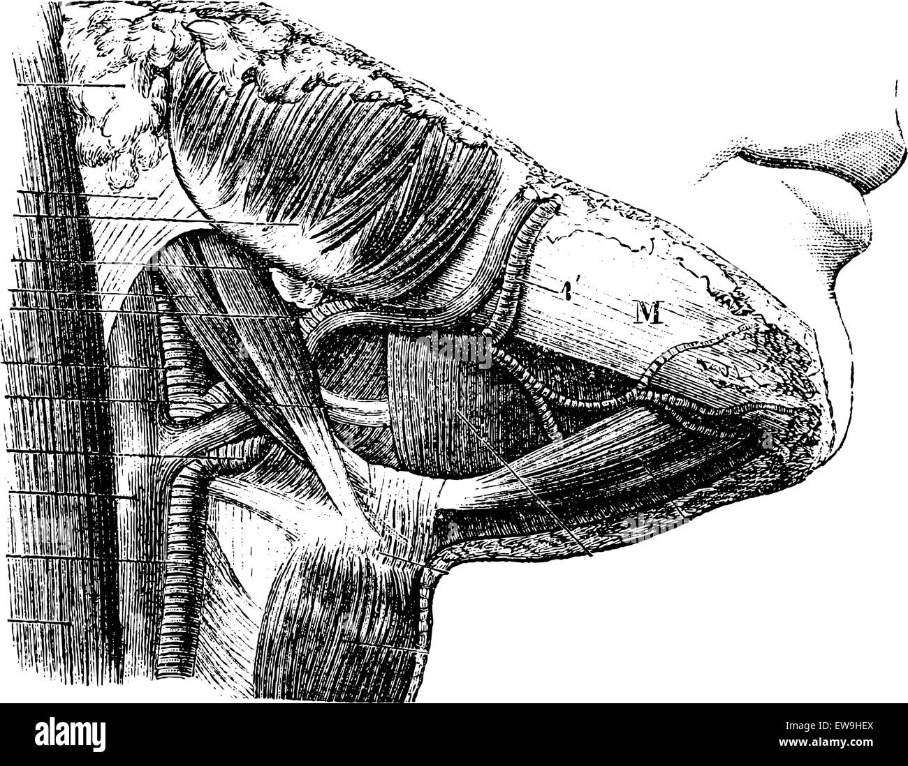 Regione Suprahyoid, vintage illustrazioni incise. Al solito Dizionario medicina - Paolo Labarthe - 1885. Illustrazione Vettoriale