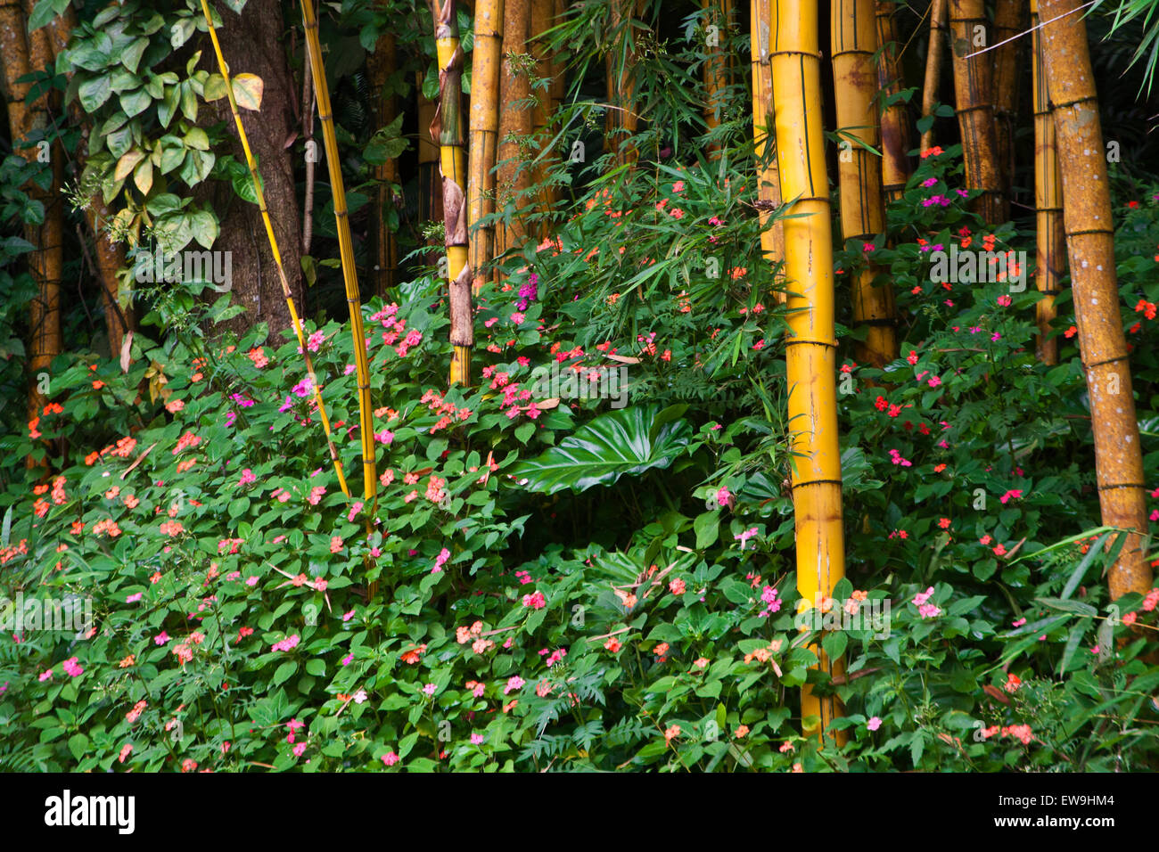 Inhotim, arte contemporanea, giardini botanici, Brumhadinho, Minas Gerais, Brasile, foresta di bamboo con fiori tropicali Foto Stock