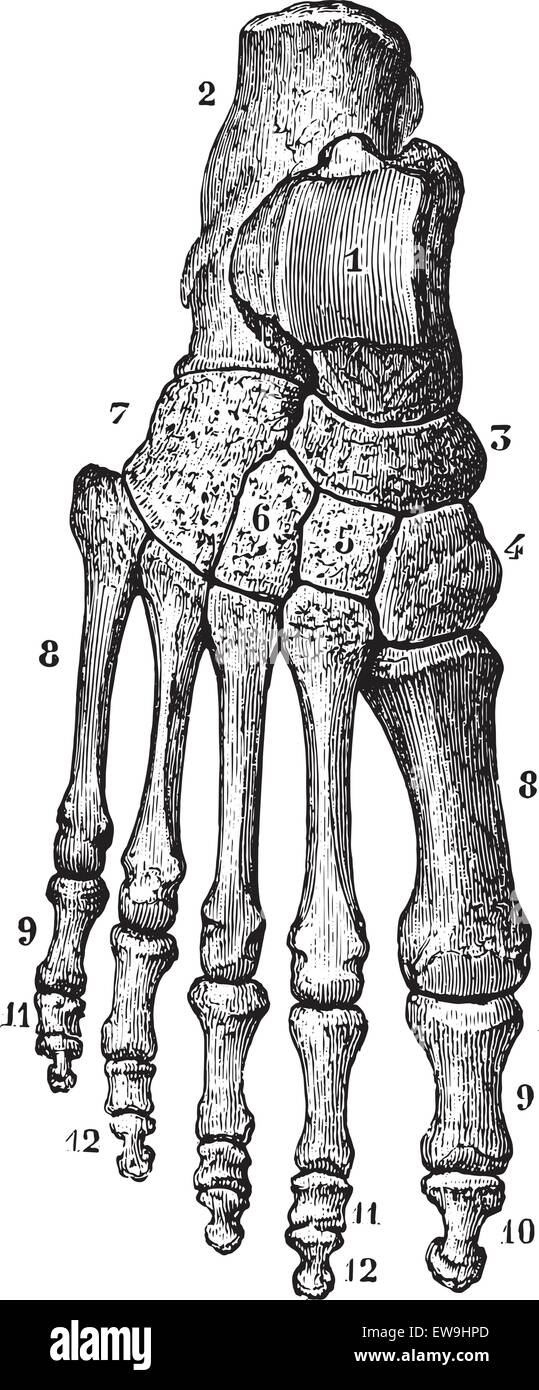Lo scheletro del piede, vintage illustrazioni incise. Al solito Dizionario medicina - Paolo Labarthe - 1885. Illustrazione Vettoriale