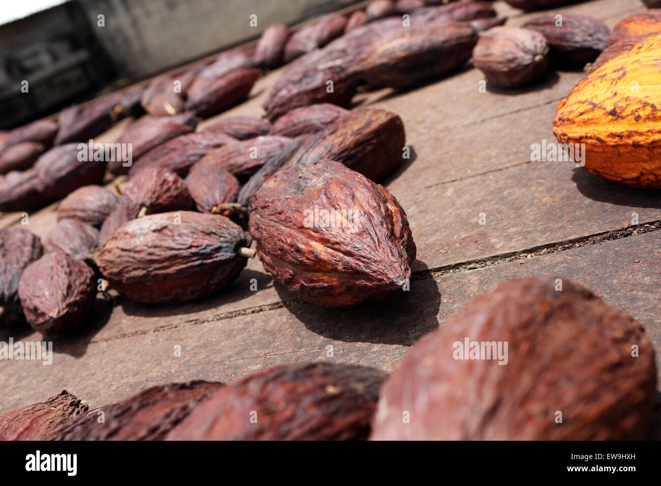 Asciugato il cacao Cialde close up Foto Stock