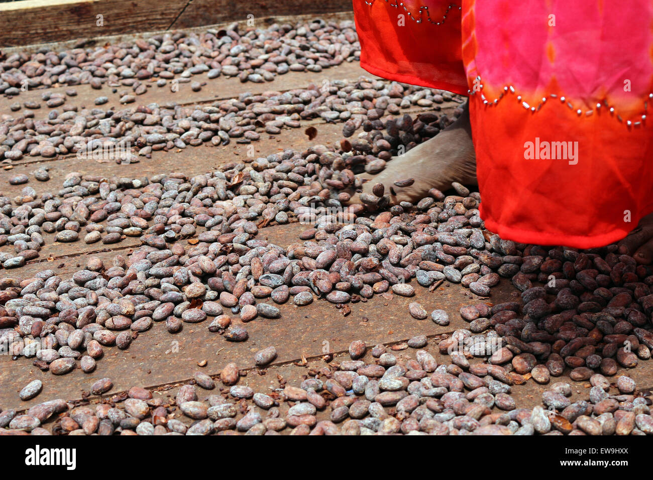 Piedi attraverso le fave di cacao Foto Stock