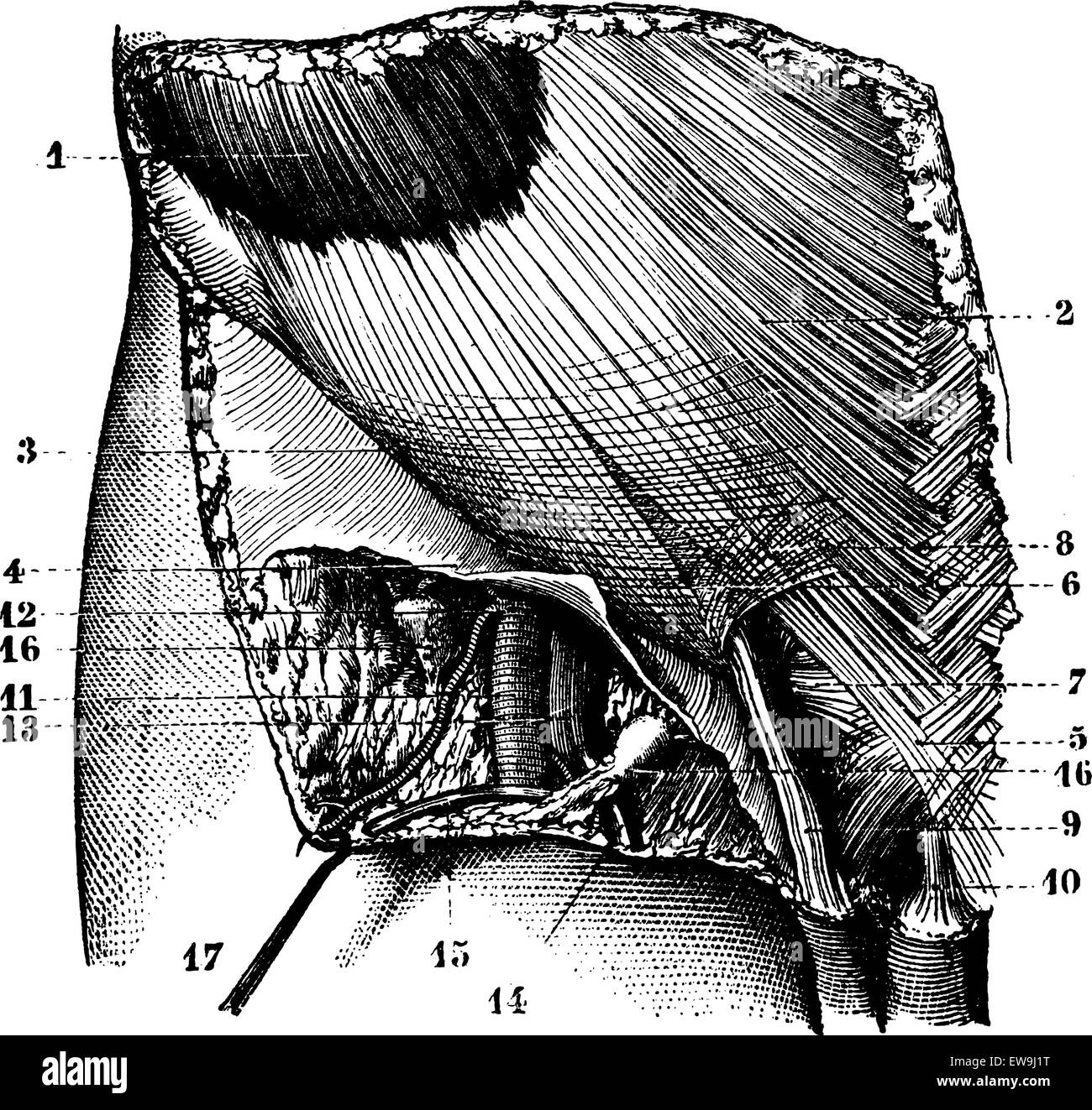Fig. 624. Regione ilioinguinal superficie. Orifizio esterno del canale inguinale. Le arterie e le vene e vasi linfatici del groi Illustrazione Vettoriale