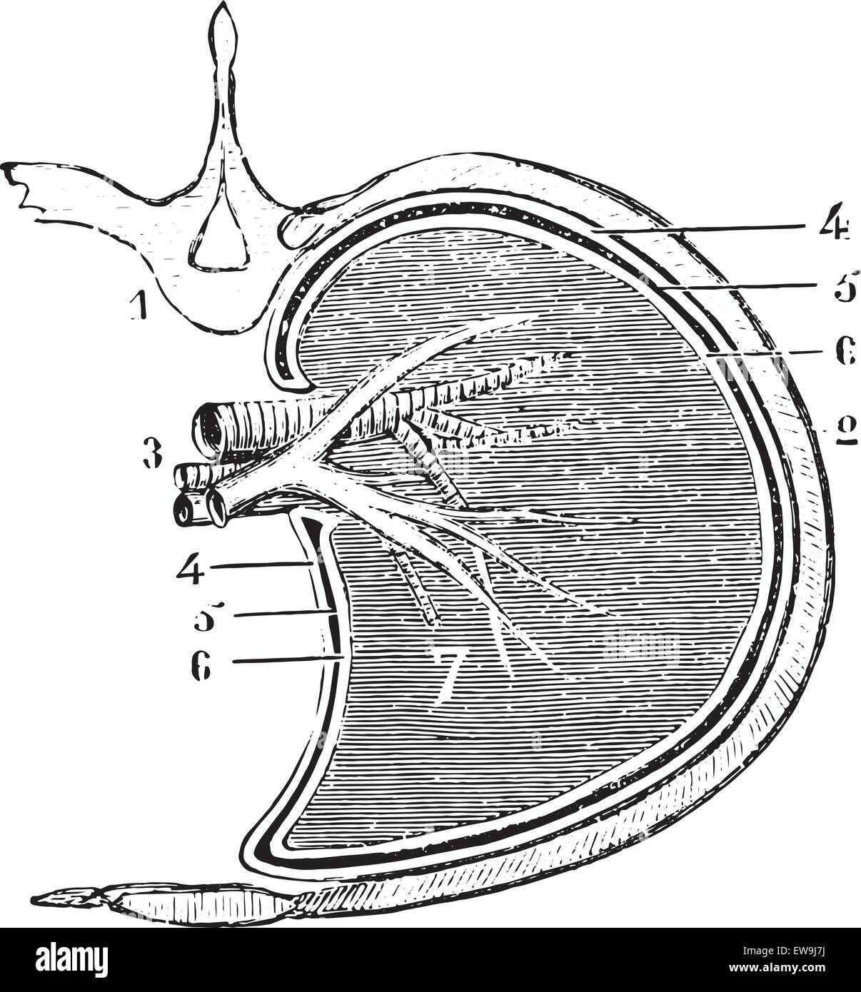 La sezione orizzontale del polmone e pleura (figura schematica), vintage illustrazioni incise. Al solito Dizionario medicina di laboratorio Dr Illustrazione Vettoriale