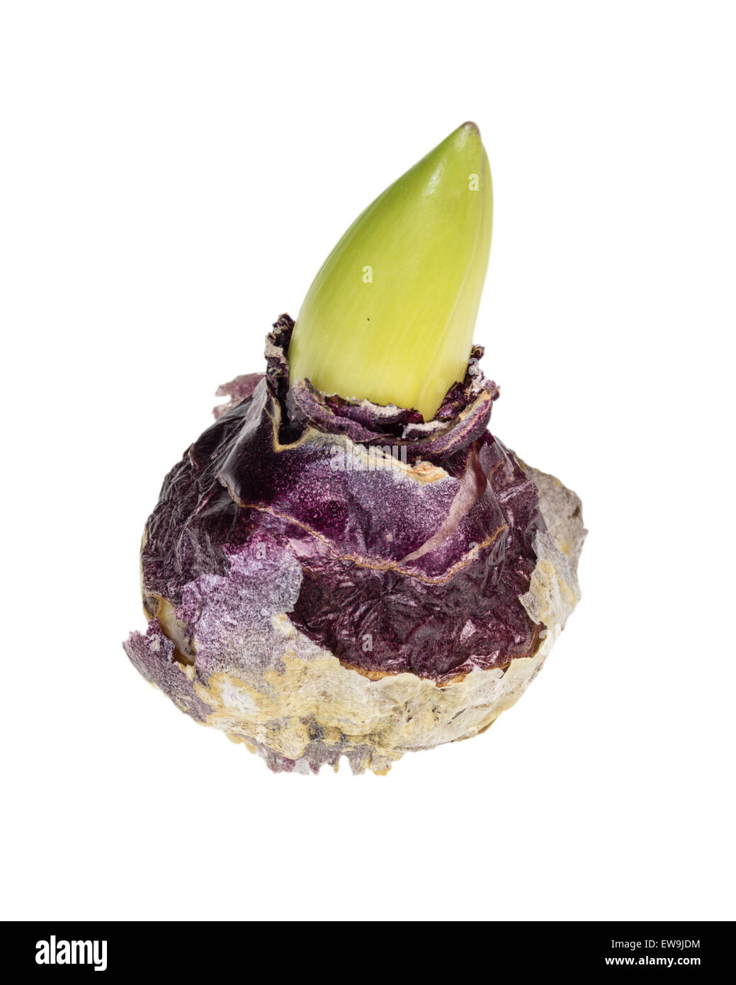 Singola lampadina di Giacinto viola isolato su bianco Foto Stock