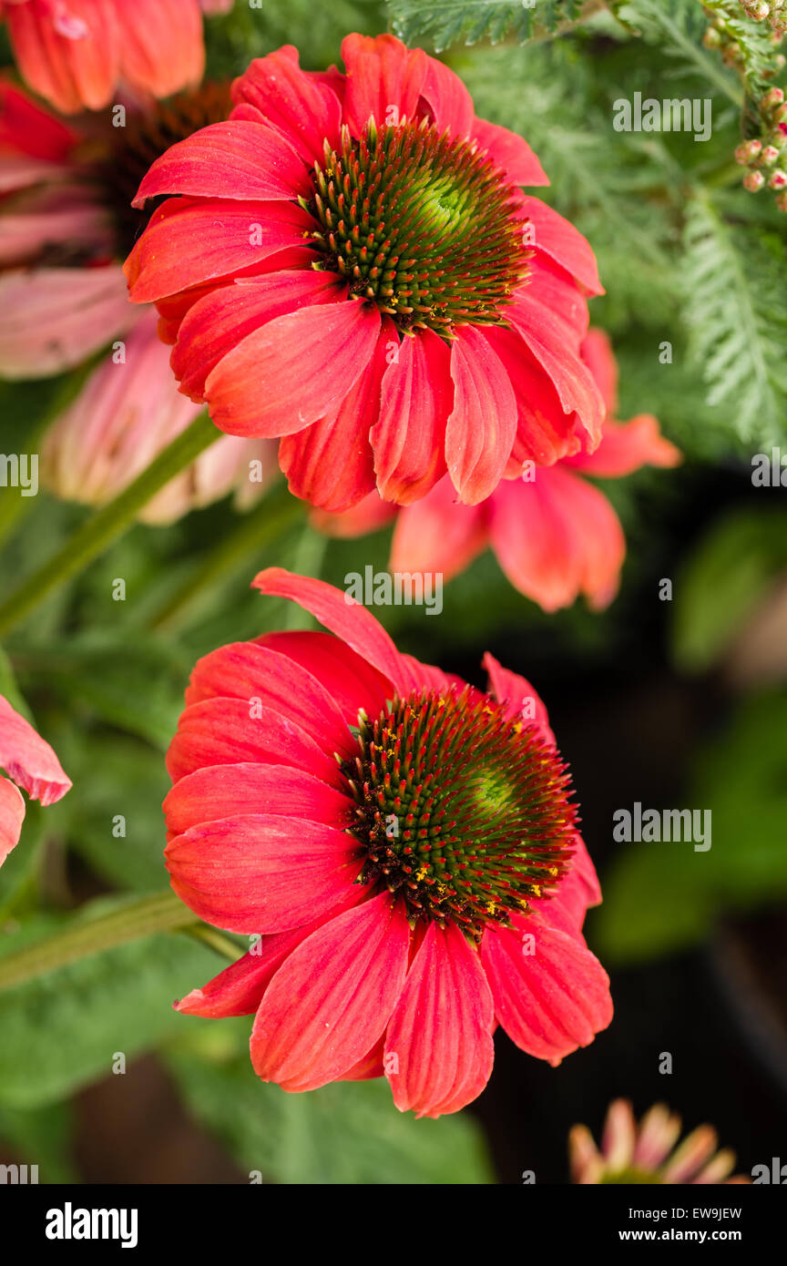 Luce di colore rosso o rosa Echinacea fiore in fiore Foto Stock