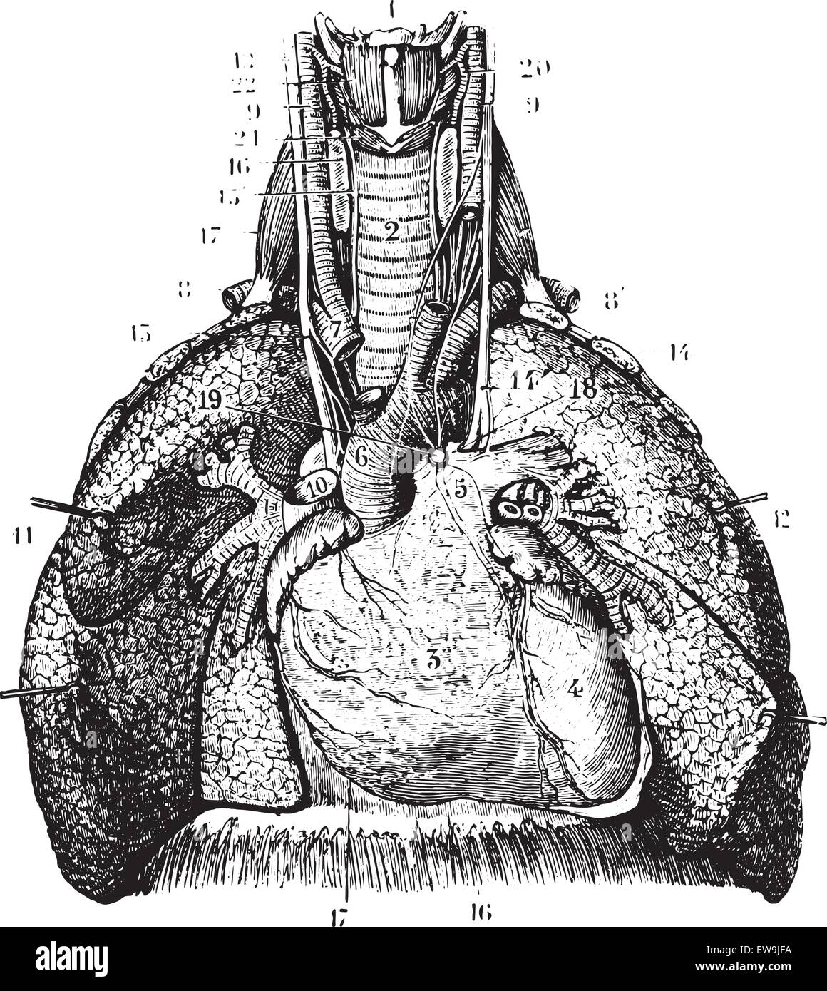 Principali relazioni dei polmoni. (Organi toracici visto dalla loro faccia anteriore), vintage illustrazioni incise. Al solito Dizionario medicina Illustrazione Vettoriale