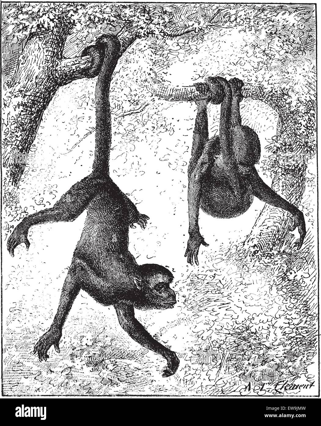 Spider Monkey o Ateles sp., vintage illustrazioni incise. Dizionario di parole e le cose - Larive e Fleury - 1895 Illustrazione Vettoriale