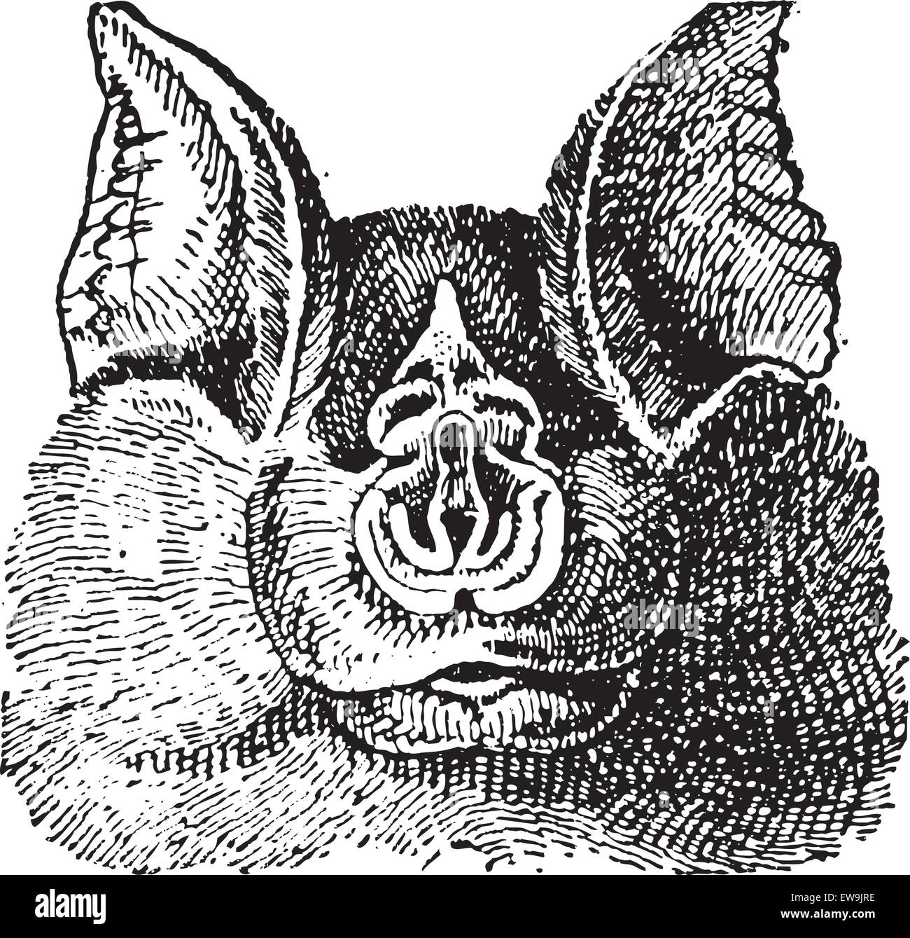 Mazze di ferro di cavallo (Rhinolophidae), vintage illustrazioni incise. Dizionario di parole e le cose - Larive e Fleury - 1895. Illustrazione Vettoriale