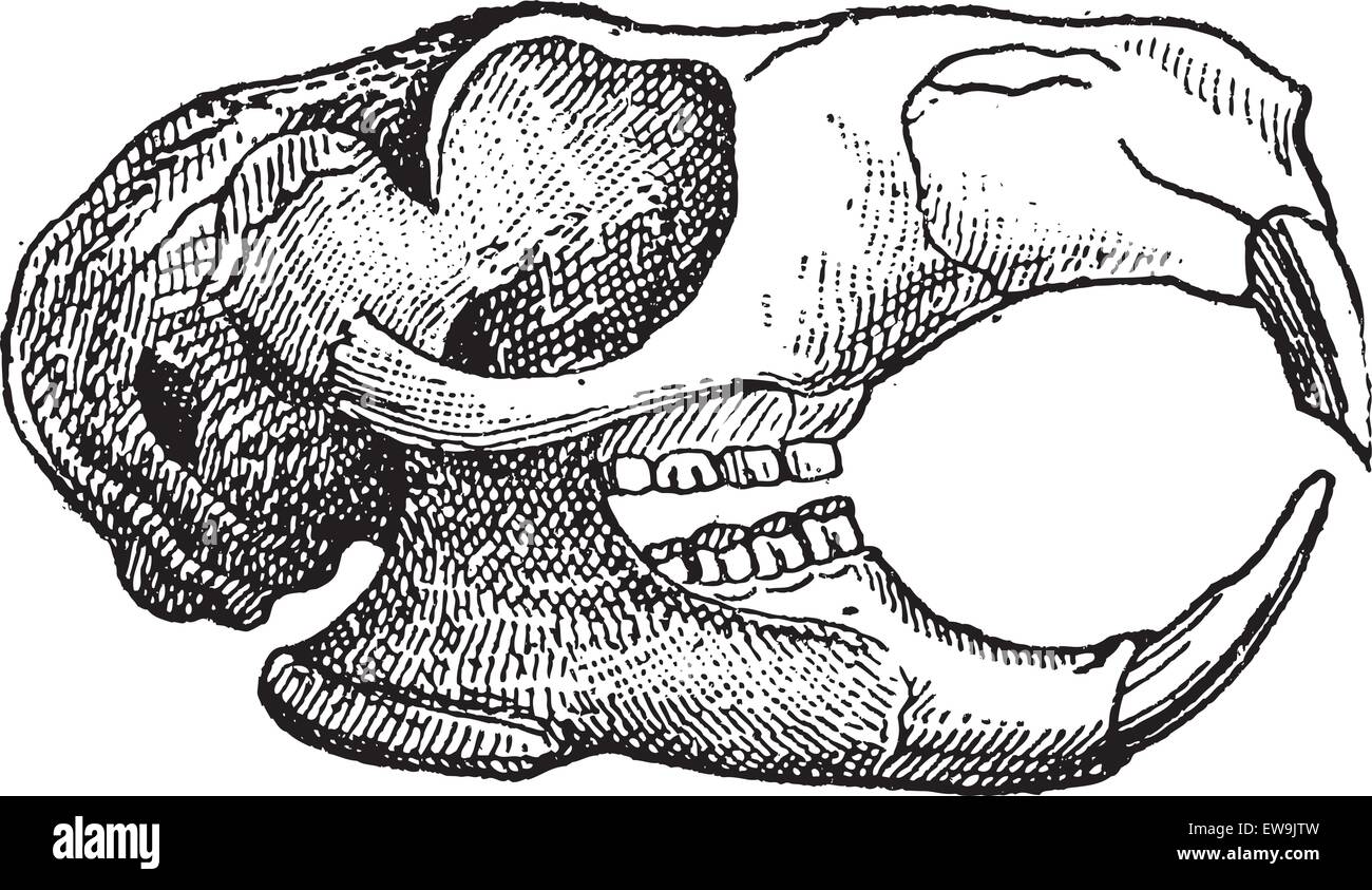 Roditori, di ganascia di uno scoiattolo, vintage illustrazioni incise. Dizionario di parole e le cose - Larive e Fleury - 1895. Illustrazione Vettoriale