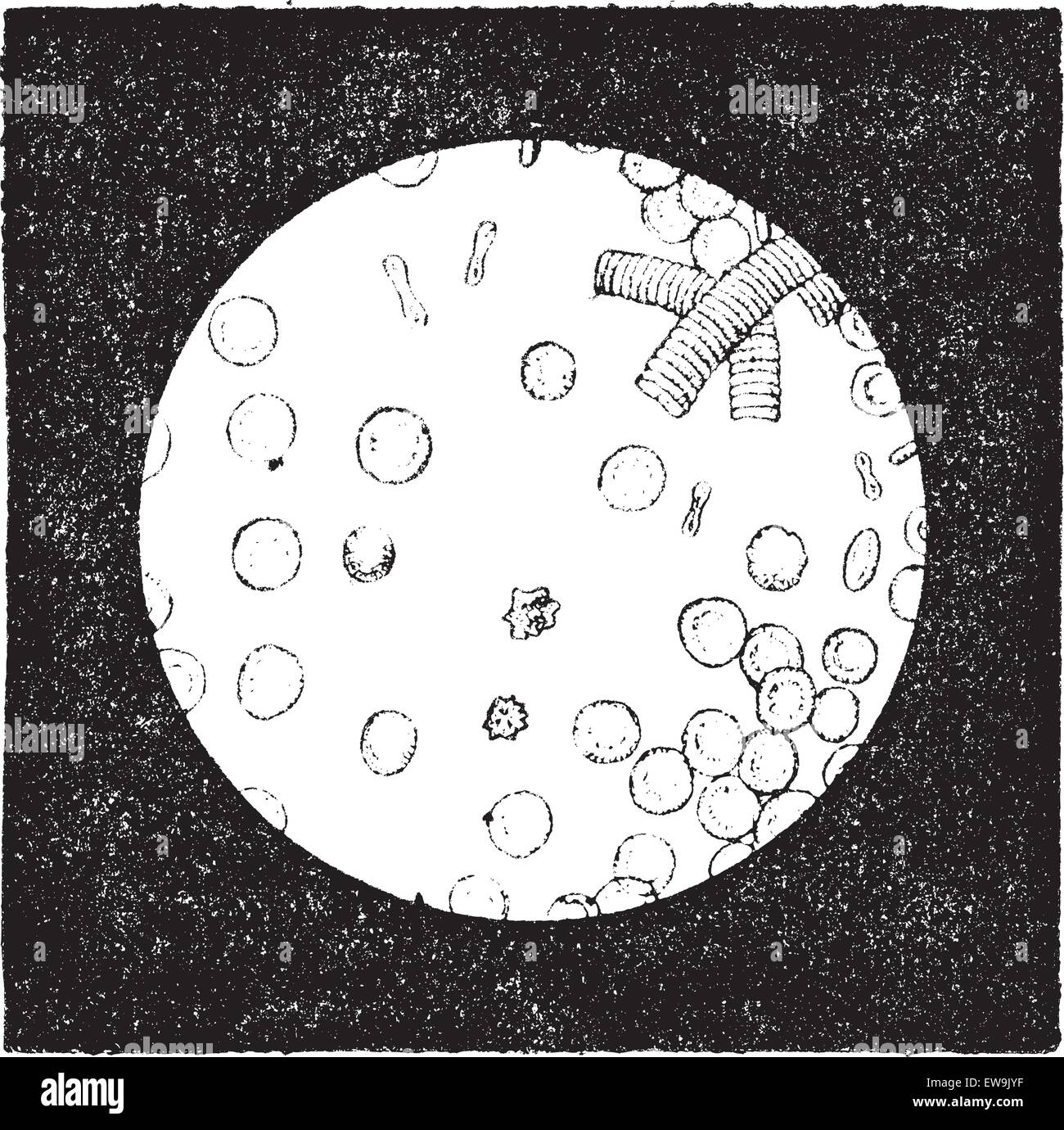 Fig.1. Le cellule rosse del sangue di uomo (da 7 a 8 millesimi di millimetro) o globuli rossi o eritrociti o globuli rossi o haematids o Illustrazione Vettoriale