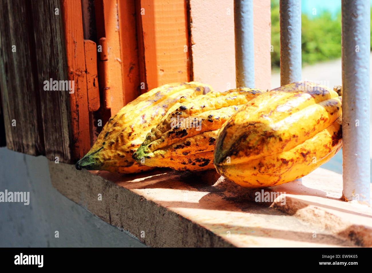Il cacao Cialde seduta nella finestra Foto Stock