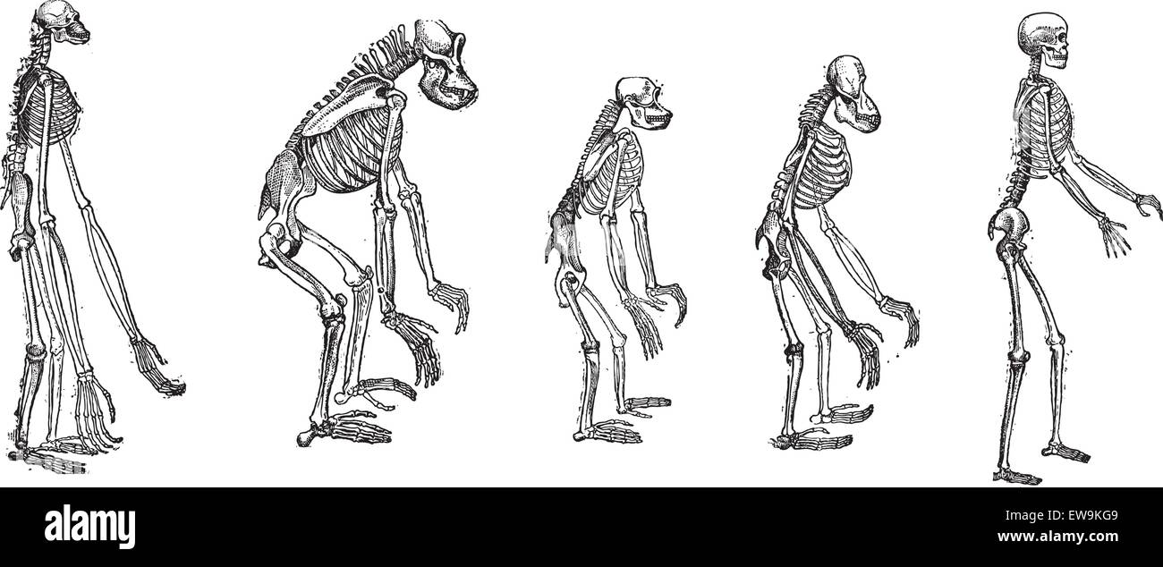 Vecchie illustrazioni incise del confronto di grandi scimmie con scheletro scheletro umano. Gli scheletri di gibbone, Gorilla , C Illustrazione Vettoriale
