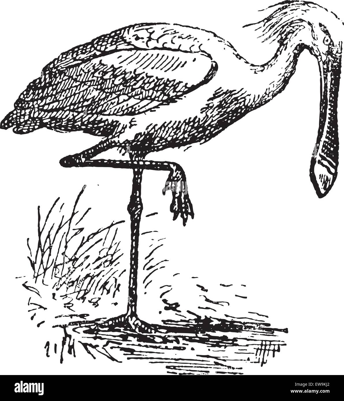 Spatola, vintage illustrazioni incise. Dizionario di parole e le cose - Larive e Fleury - 1895. Illustrazione Vettoriale